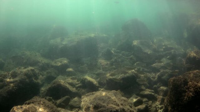 Sun rays penetrating clear water, illuminating a vibrant underwater reef teeming with small fish swimming among the rocks and seaweed