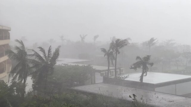 Violent Hurricane Winds Batter Palm Trees During Eyewall - Koinu