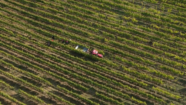 Aerial drone shot of French vineyards in Bordeaux during grape harvest, showing organized vineyard rows, workers harvesting grapes, and tractors loaded with fresh grape bunches for winemaking