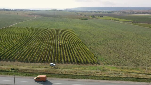 Aerial view of Chilean vineyards during grape harvest season, showing mountain surroundings, vineyard rows, workers hand-picking grapes, and tractors carrying the collected harvest