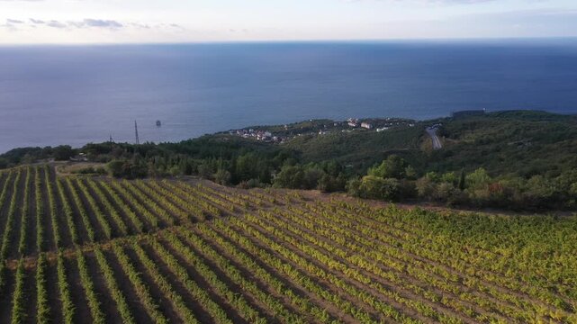 Scenic aerial landscape of Spanish vineyards in Catalonia, showing terraced grapevines on mountain slopes near the sea during harvest season
