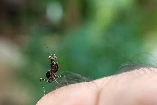 Ant mimicking beetle resting on human skin with green forest background and soft natural light