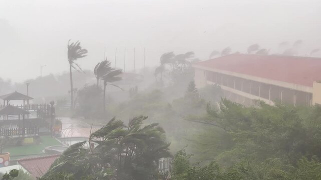 Palm Trees Bend Under Extreme Hurricane Eyewall Winds - Koinu