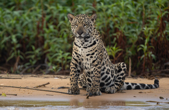A jaguar in the Pantanal, Brazil