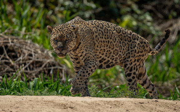 A jaguar in the Pantanal, Brazil