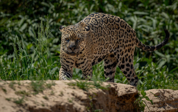 A jaguar in the Pantanal, Brazil