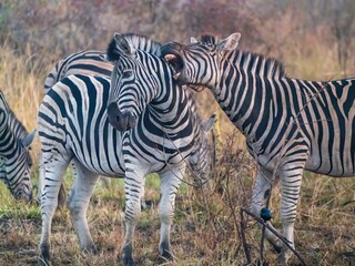 Plains zebras (equus quagga) grazing in grassland in Kruger National Park, South Africa © Sharon