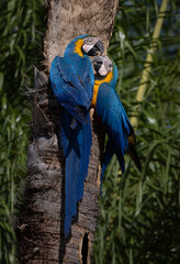 Blue and yellow macaw in Brazil © Harry Collins