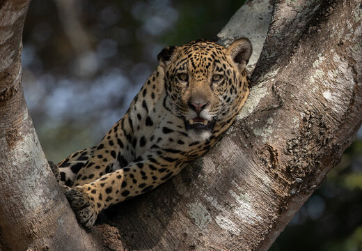 A jaguar in the Pantanal, Brazil