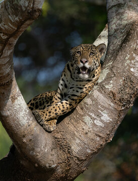A jaguar in the Pantanal, Brazil
