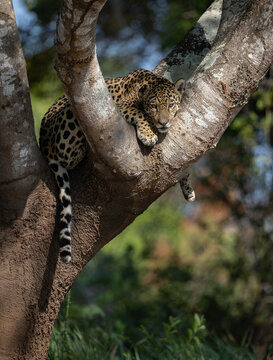 A jaguar in the Pantanal, Brazil