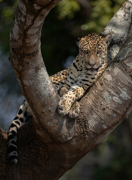 A jaguar in the Pantanal, Brazil