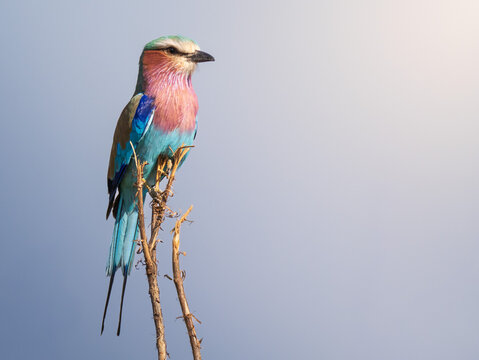 A lilac-breasted roller (coracius cordatus) perched on the branch of a tree in Kruger National Park