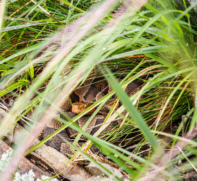 copperhead agkistrodon contortrix hiding coiled in grass