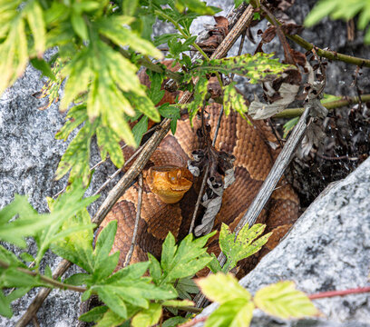 copperhead agkistrodon contortrix hiding coiled on rocks