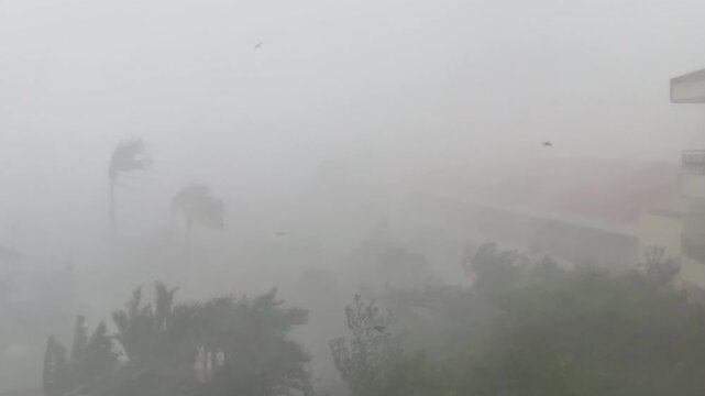 Hurricane Force Winds Whip Palm Trees in Torrential Rain - Koinu