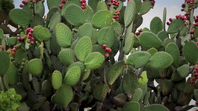 Prickly Pear Cactus Opuntia Red Fruit Growing Outdoors Mexico City Area