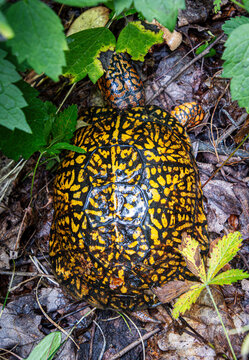 eastern box turtle carapace pattern closeup