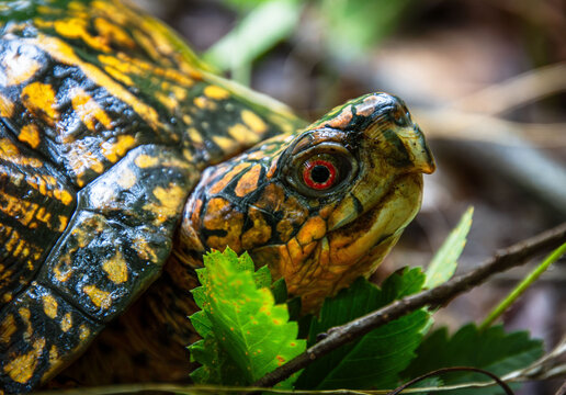 eastern box turtle head eyes beak in green vegetation closeup