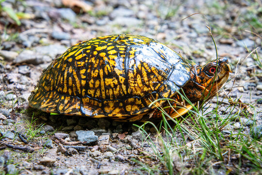 eastern box turtle full carapace pattern head eyes closeup