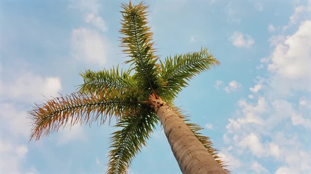 Low angle shot of a majestic palm tree standing tall against a bright blue sky with soft white clouds moving in the background.