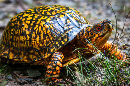 eastern box turtle walking full carapace pattern head eyes closeup