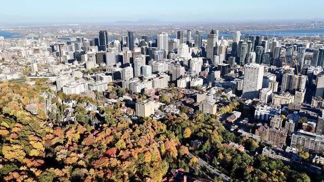 Drone flight above the autumn park and skyscrapers in the background. Mont-Royal park, Montreal, Canada
