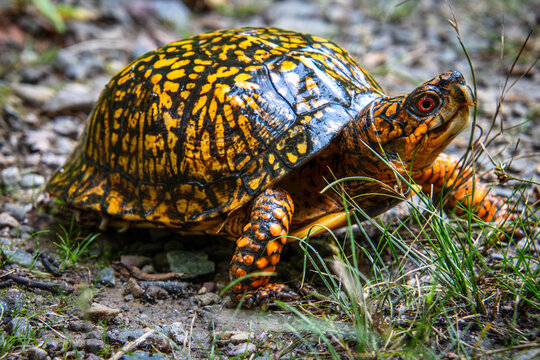 eastern box turtle walking full carapace pattern head eyes closeup