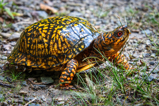 eastern box turtle walking full carapace pattern head eyes closeup