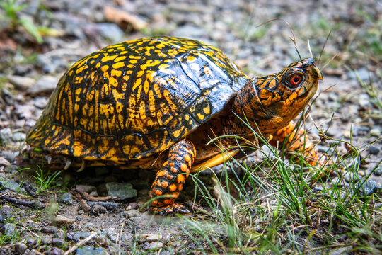 eastern box turtle walking full carapace pattern head eyes closeup