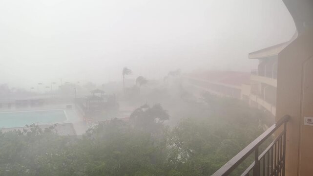 Destructive Hurricane Winds Bend Palm Trees in Heavy Rain - Koinu