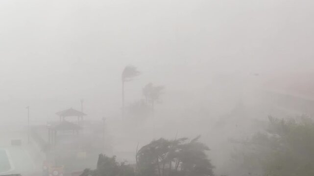 Tropical Palm Trees Battered by Extreme Hurricane Winds - Koinu