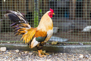 Beautiful Rooster © Maria