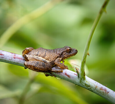 spring peeper tree frog chorus on twig branch sticky pads