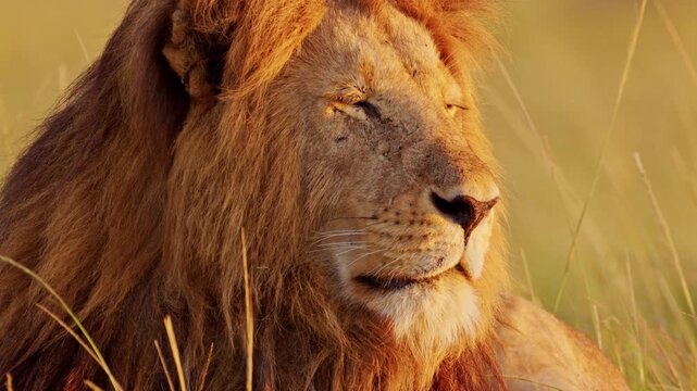 Majestic male lion portrait in golden hour light. African lion with thick mane in savanna. Wild predator close-up in nature.