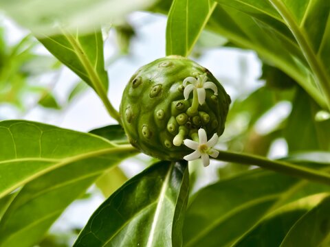 Young noni fruit or Morinda citrifolia on a tree branch in a tropical garden.