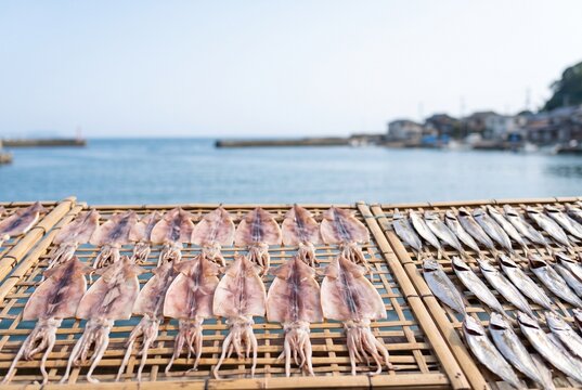 海岸の竹棚に並ぶ魚の天日干し（干物づくり）