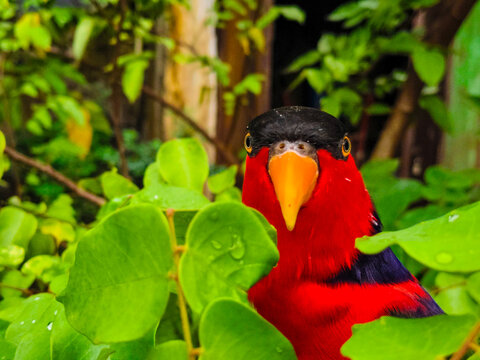 Vibrant black capped lory parrot peeking through lush green leaves