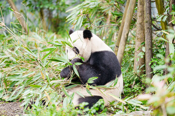 Cute Giant Panda, Ailuropoda melanoleuca or panda bear in forest at Chengdu Panda Breeding Research Center Dujiangyan. landmark and popular for tourists attractions in Chengdu, China. © Jo Panuwat D