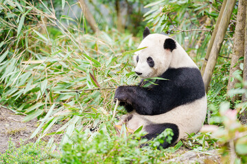 Cute Giant Panda, Ailuropoda melanoleuca or panda bear in forest at Chengdu Panda Breeding Research Center Dujiangyan. landmark and popular for tourists attractions in Chengdu, China. © Jo Panuwat D