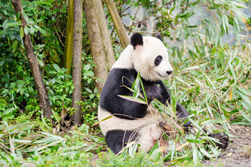 Cute Giant Panda, Ailuropoda melanoleuca or panda bear in forest at Chengdu Panda Breeding Research Center Dujiangyan. landmark and popular for tourists attractions in Chengdu, China. © Jo Panuwat D