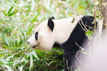 Cute Giant Panda, Ailuropoda melanoleuca or panda bear in forest at Chengdu Panda Breeding Research Center Dujiangyan. landmark and popular for tourists attractions in Chengdu, China. © Jo Panuwat D