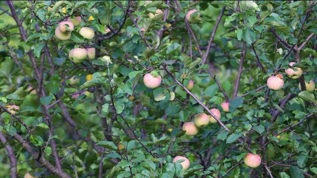 Wild apple tree (Malus) bearing pink and green fruit in summer, Dunn County, Wisconsin.