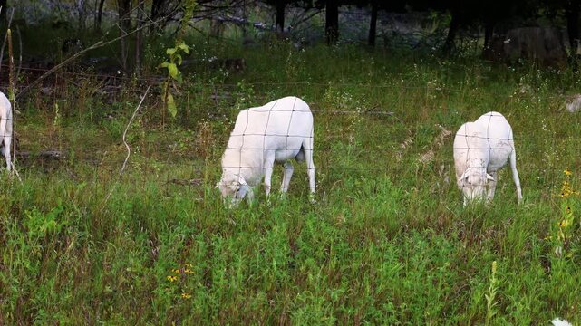 White sheep grazing behind a wire fence in a green summer pasture, Dunn County, Wisconsin.