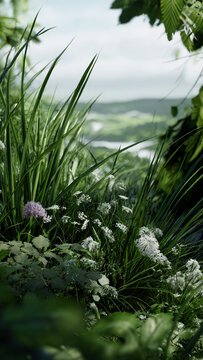 Alpine summer meadow