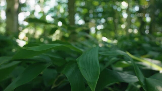 A lush green deciduous forest filled with abundant bamboo grass
