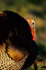00845-048.18 "Rio Grande" Wild Turkey (Meleagris gallopavo) male/gobbler strutting,  Starr Co.  TX © Daybreak Imagery