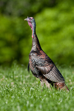 00845-07004 Eastern Wild Turkey (Meleagris gallopavo) jake in field, Holmes Co., MS