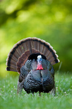00845-07103 Eastern Wild Turkey (Meleagris gallopavo) gobbler strutting in field, Holmes Co., MS