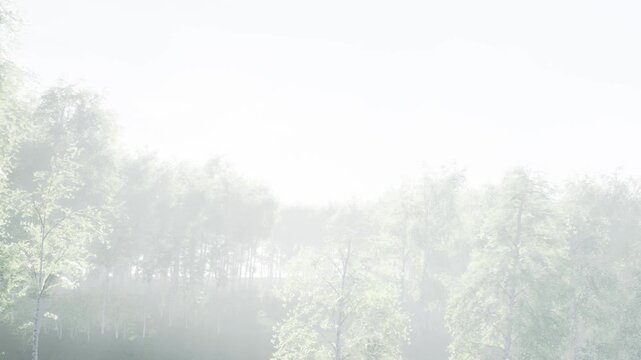 The scene shows a forest shrouded in fog with tall trees barely visible. It is early morning, and the light diffuses through the mist, creating a quiet atmosphere.
